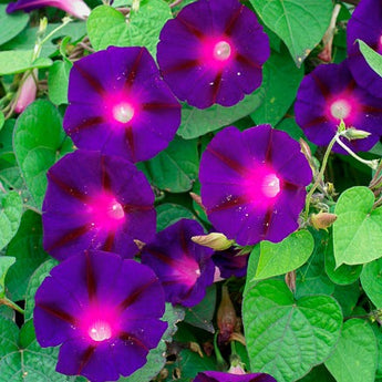 Knowlains Black Morning Glory - Flowers