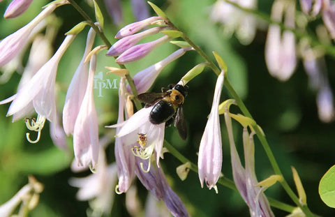 "Eastern carpenter bee female on hosta flowers" by The NYSIPM Image Gallery is licensed under CC BY 2.0