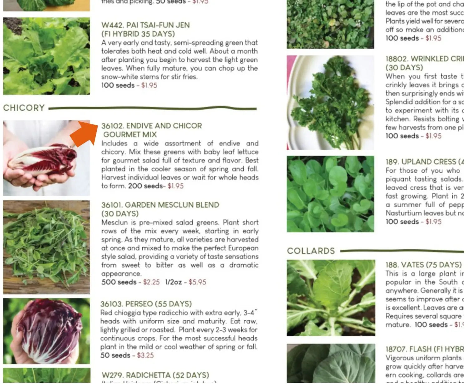 Seed catalog page showing homegrown lettuces and chicory.