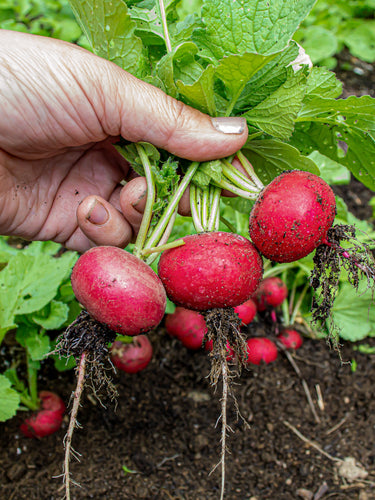 Handful of crunchy king radish freshly harvested from the soil