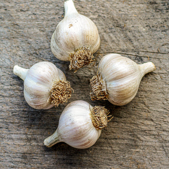 Hardneck Garlic - Georgia Crystal (Fall Planting) - Bulb