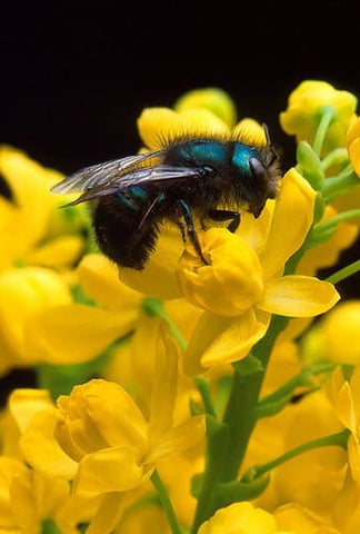 "blue orchard mason bee - osmia_ ribifloris" by naturalflow