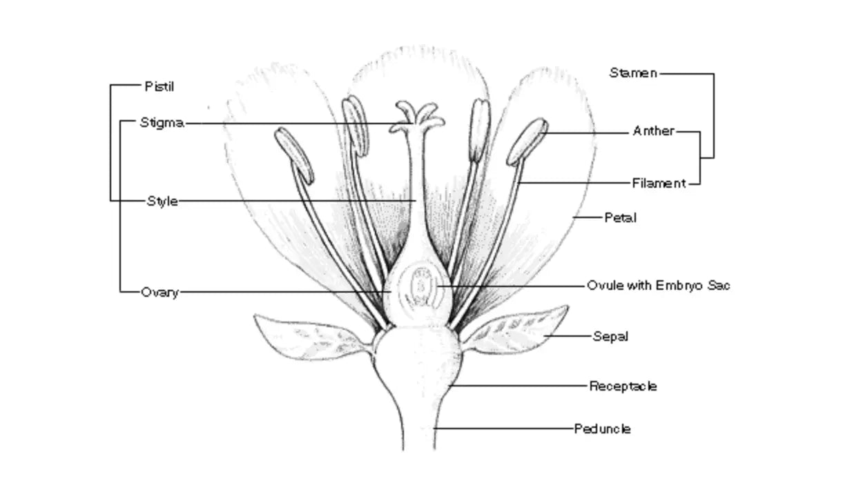 Illustration of Parts of a Flower