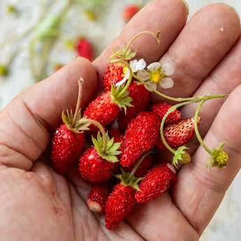 Alexandria Alpine Strawberry (100-120 Days) - Vegetables