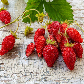 Alexandria Alpine Strawberry (100-120 Days) - Vegetables