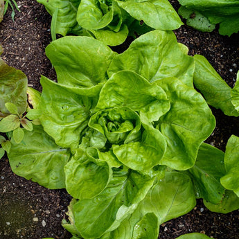 All Year Round Lettuce (53 Days) - Vegetables