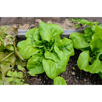 All Year Round Lettuce (53 Days) - Vegetables