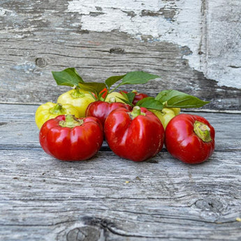 Alma Paprika Pepper (70 Days) - Vegetables