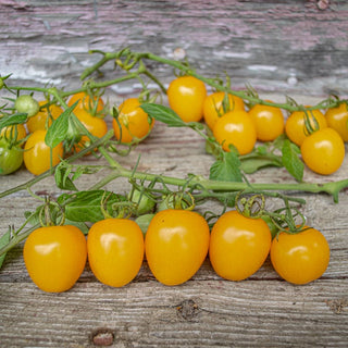 Apple Yellow Tomato (F1 Hybrid 62 Days) - Vegetables