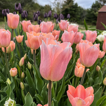 Apricot Beauty Tulip - Fall