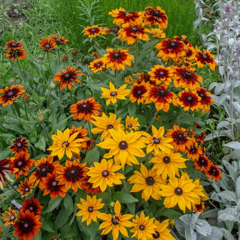 Autumn Colors Rudbeckia - Flowers