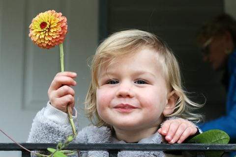 Little girl holding a pink and orange zinnia flower while smiling.