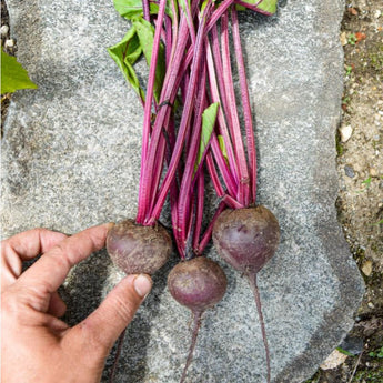 Babybeat Beet (40 Days) - Vegetables