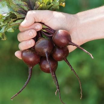 Babybeat Beet (40 Days) - Vegetables