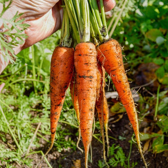 Bambino Carrot (61 Days) - Vegetables