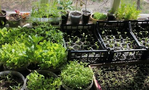 Growing Vegetables That You Enjoy