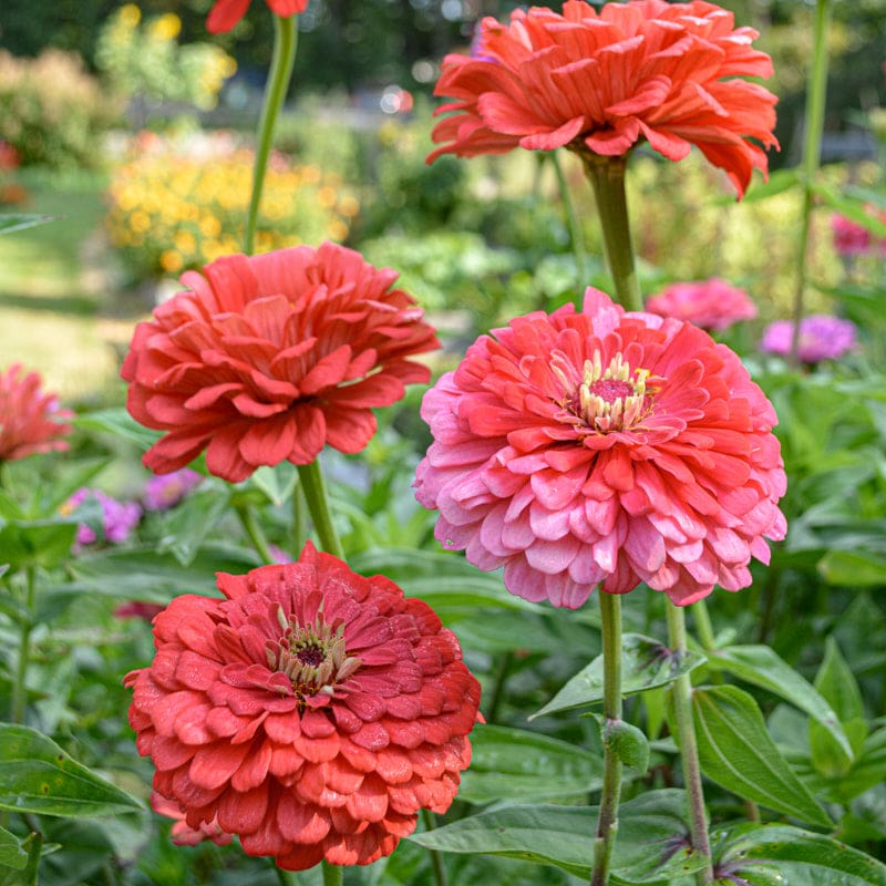 Benary's Giant Coral Zinnia – Pinetree Garden Seeds