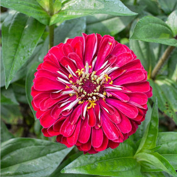 Benary’s Giant Deep Red Zinnia - Flowers