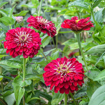 Benary’s Giant Deep Red Zinnia - Flowers