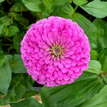 Benary’s Giant Lilac Zinnia - Flowers