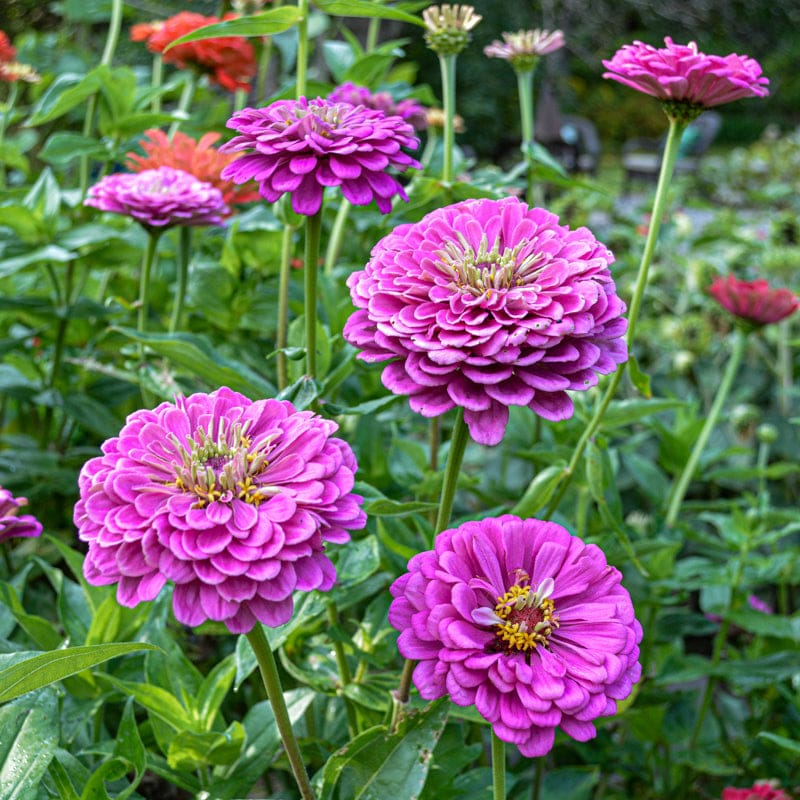 Benary's Giant Lilac Zinnia – Pinetree Garden Seeds