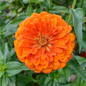 Benary’s Giant Orange Zinnia - Flowers