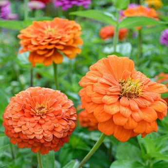 Benary’s Giant Orange Zinnia - Flowers