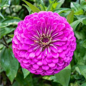 Benary’s Giant Purple Zinnia - Flowers