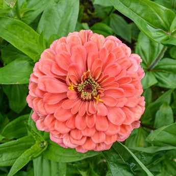 Benary’s Giant Salmon Rose Zinnia - Flowers