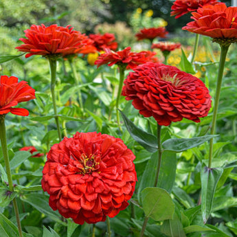 Benary’s Giant Scarlet Zinnia - Flowers