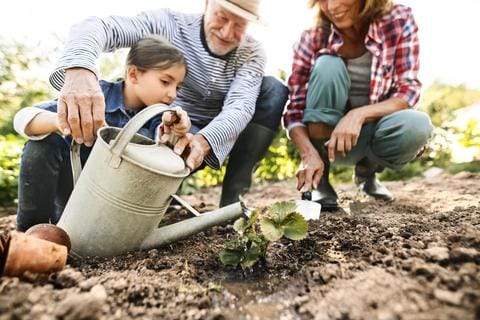 Old man, young woman, and little girl watering lettuce in garden.