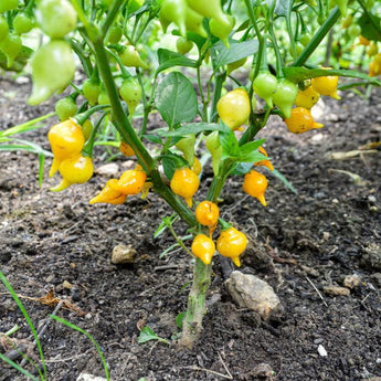 Biquinho Yellow Pepper (55 Days) - Vegetables