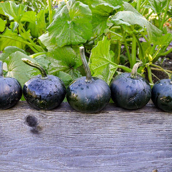 Black Bear Pumpkin (F1 Hybrid 80 Days) - Vegetables