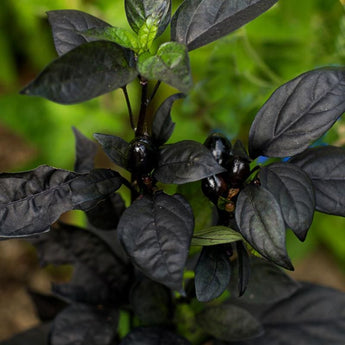 Black Pearl Ornamental Pepper - Flowers