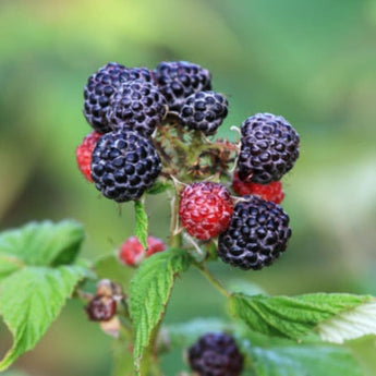 Black Raspberry ’Jewel’ - Spring