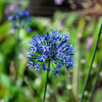 Blue Allium - Fall