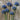 Blue Allium - Fall