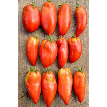 Blue Beech Tomato (Organic 85 Days) - Vegetables