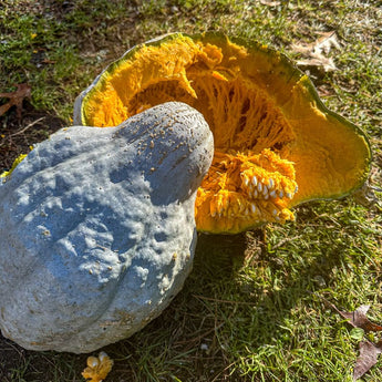 Blue Hubbard Squash (102 Days) - Vegetables