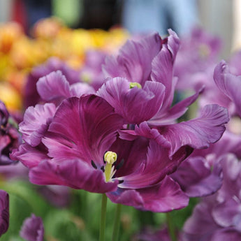 Blue Parrot Tulip - Fall