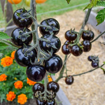 Blueberries Tomato (Organic 85 Days) - Vegetables