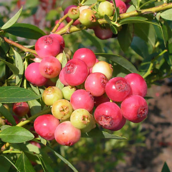 Blueberry ’Pink Lemonade’ - Spring