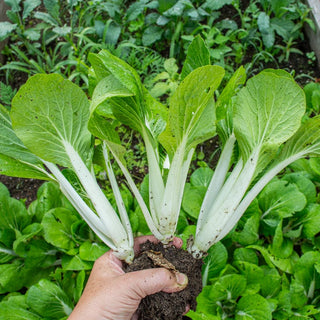 Bopak Pak Choi (Organic F1 Hybrid 50 Days) - Vegetables