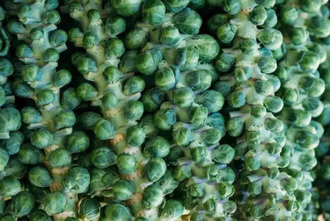 Brussel Sprout Stalks