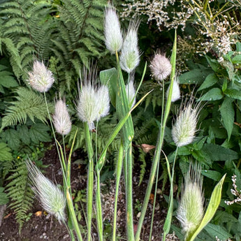 BUNNY TAIL GRASS - Flowers