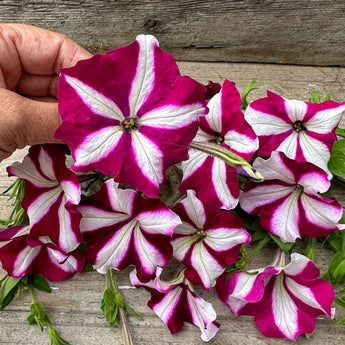 Burgundy Star Easy Wave Petunia - Flowers