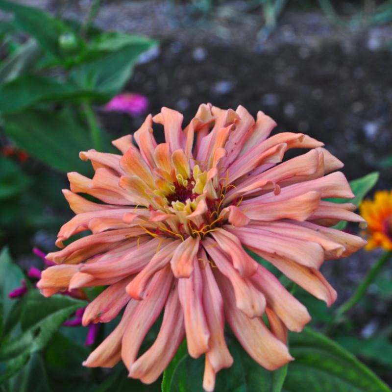 Pink Cactus Flower Zinnia