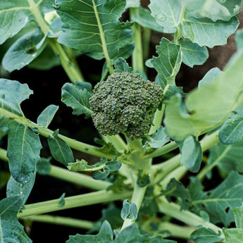 Calabrese Broccoli (Heirloom 55 Days) Vegetables