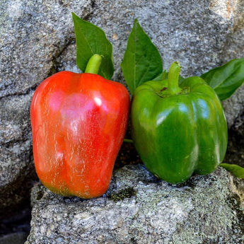 California Wonder Pepper (75 Days) - Vegetables