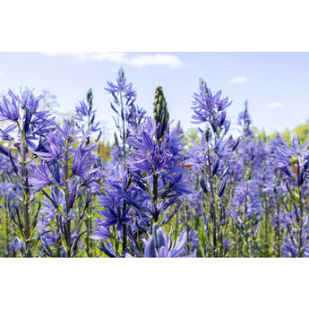 Camassia Lily - Fall